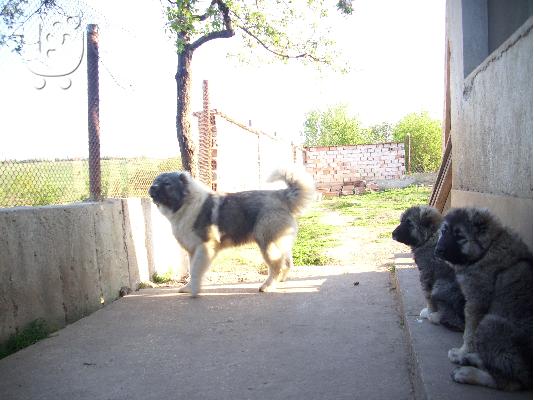 Kennel "Duchman" sale male Caucasian Shepherd 